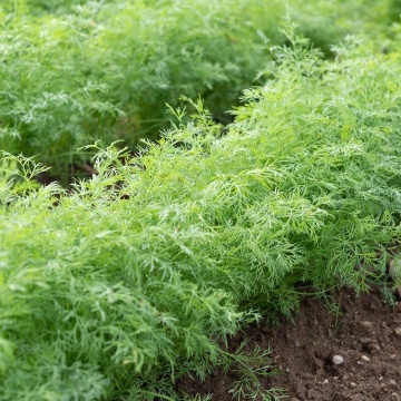 Thalia (5 gr) seminte marar pentru tot timpul anului, plante puternice, Seklos - Img 1