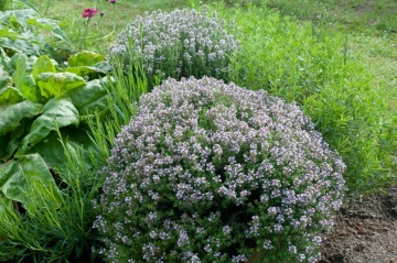 Thyme BIO (1500 seminte) cimbru de camp BIO, aromat, peren, Seklos - Img 4