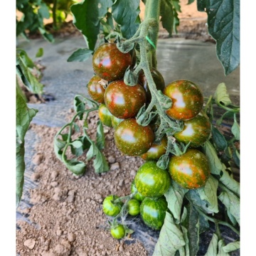 Tigrato F1 (PO9399 F1) (100 seminte) rosii cherry maro-ciocolatii, semitimpurii nedeterminate, La Semiorto Sementi - Img 3