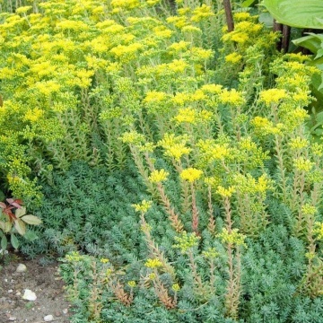 Tripmadam (2000 seminte) planta suculenta Iarba de Soaldina, flori galbene stelate, Seklos - Img 2