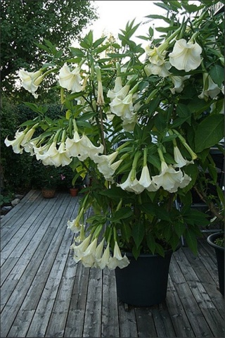 Trompeta Ingerilor alba (10 seminte) Angel's Trumpet White - Brugmansia suaveolens, flori mari albe parfumate, inflorire abundenta, Saflax - Img 3