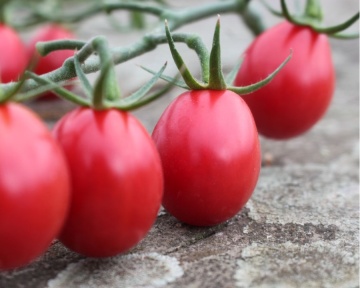 Umamini F1 (5 seminte) rosii cherry nedeterminate tip prunisoara, aroma intensa, culoare roz, Sperli - Img 3