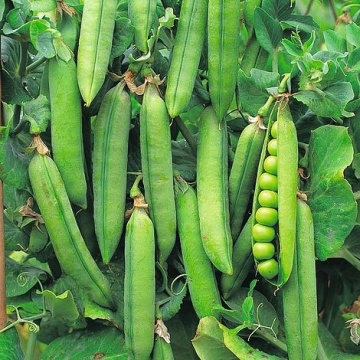 Utrillo BIO (8 gr) seminte mazare de gradina semi-timpurie BIO, pastai lungi, Seklos