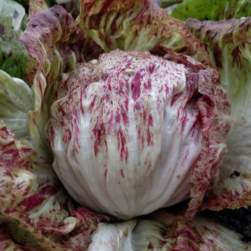 Variegata di Castelfranco (5 gr) seminte salata cicoare, capatani cu frunze bej cu maro-stacojiu, Toraf - Img 2