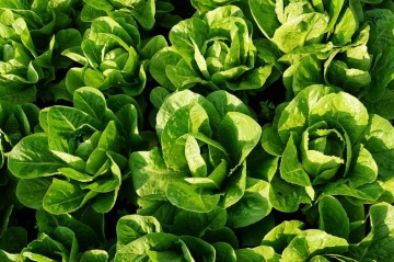 Verde degli Ortolani BIO (800 seminte) salata romana verde BIO, frunze inalte, crocante, Seklos - Img 2
