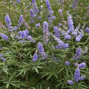 Vitex (30 seminte) Monk's Pepper - Vitex Agnus-Castus, planta medicinala pentru tulburari menstruale si digestive, Saflax - Img 4