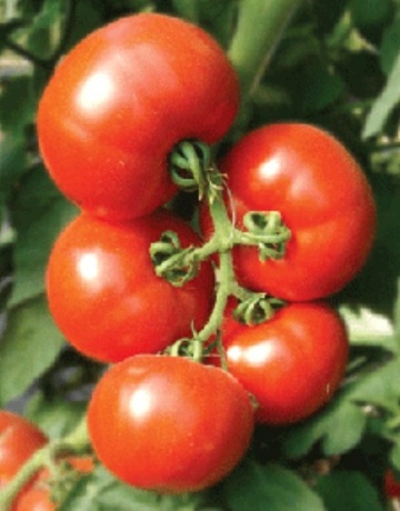 Viva F1 (500 seminte) rosii mari productive, calitate si gust excelent, hibrid nedeterminat timpuriu, Harmoniz Nirit Seeds