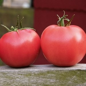 Aphen F1 (10 seminte) de tomate roz cu crestere nedeterminata, extratimpurii, Clause - Img 1