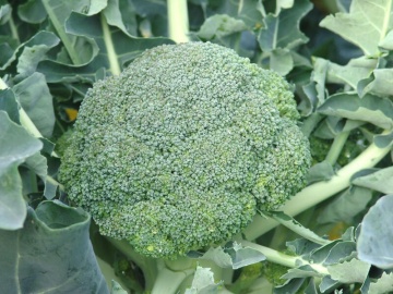 Apolena F1 (150 seminte) broccoli capatana mare, hibrid ceh semi-tardiv, Sekluva - Img 2