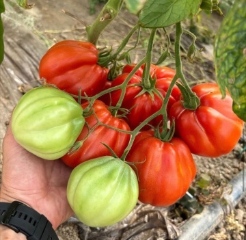 Araldino F1 (100 seminte) rosii nedeterminate, legare foarte buna, Rijk Zwaana