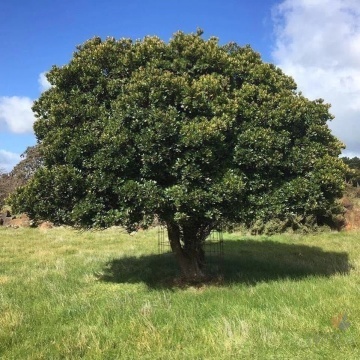 Arbore de Capsuni (50 seminte) Strawberry Tree - Arbutus unedo, flori albe frumoase, fructe foarte gustoase, Saflax - Img 8