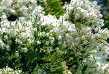 Arbore de Ceai Australian (400 seminte) Australian Tea Tree - Melaleuca alternifolia, frunze cu ulei esential, flori mici, albe, Saflax - Img 2