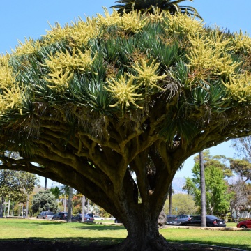 Arbore Dragon (5 seminte) Dragon Tree - Dracaena Draco, decorativ cu viata lunga, Saflax - Img 4