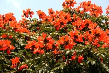 Arbore Fantana (30 seminte) African Tulip Tree - Spathodea campanulata, flori rosii-portocalii cu galben, inflorire abundenta, Saflax - Img 6