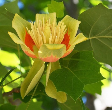 Arbore Lalea (20 seminte) Tulip Tree - Liriodendron tulipifera, flori lalea galben-verzui cu pete orange, frunzis foarte decorativ, Saflax - Img 2