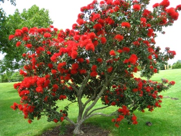Arborele Craciunului (300 seminte) New Zealand Christmas Tree - Metrosideros excelsa, ciorchini densi de flori rosii, frunze argintii, Saflax - Img 6