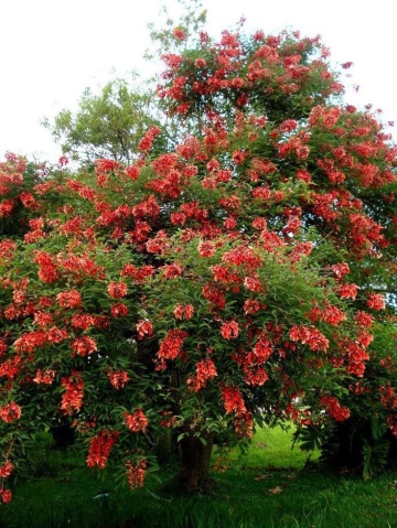 Arborele de Coral (6 seminte) Cockspur Coral Tree - Erythrina crista-galli, flori rosii, inflorire abundenta, Saflax - Img 3
