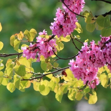 Arborele de Iudeea (60 seminte) Lover's Tree - Cercis siliquastrum, arbore decorativ cu frunze in forma de inima si flori roz, Saflax - Img 2