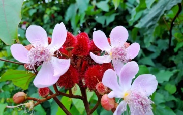Arborele de Ruj (20 seminte) Lipstick Tree - Bixa orellena, flori si fructe decorative, Saflax - Img 3