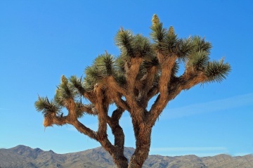 Arborele Iosua (10 seminte) Joshua Tree - Yucca brevifolia, arbore decorativ vesnic verde, crestere lenta, Saflax - Img 3