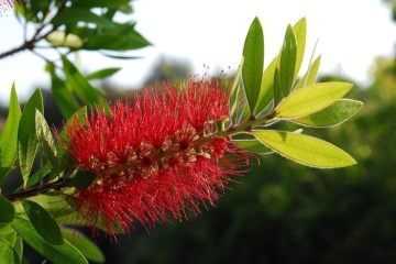 Arbust Perie de sticle (40 seminte) Red Bottle Brush - Callistemon citrinus, flori rosii, frunze cu parfum de citrice, Saflax - Img 4