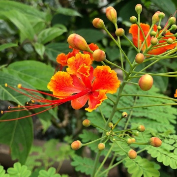 Arbustul Paun (10 seminte) Mexican Bird of Paradise - Caesalpinia pulcherrima, flori superbe rosii-portocalii, Saflax - Img 2