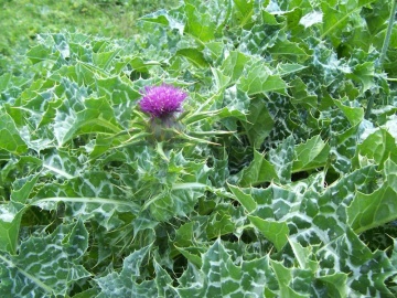Armurariu (75 seminte) Milk Thistle - Silybum marianum, planta medicinala pentru afectiunile ficatului, Saflax - Img 3