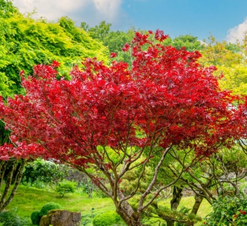 Artar Japonez (20 seminte) Red Japanese Maple - Acer palmatum, copac extrem de decorativ, frunze rosii-stacojii, Saflax - Img 2
