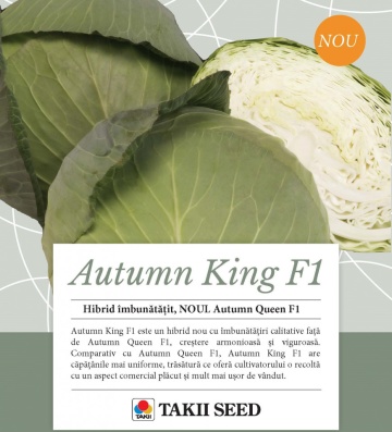 Autumn King F1 (TCA 542) (2500 seminte) de varza cu fructe plate si frunze subtiri fiind cel mai utilizat hibrid de catre fermieri, Takii Seeds - Img 3