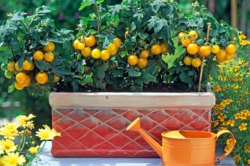 Balconi Yellow F1 (30 seminte) tomate galbene cherry determinate, pentru ghivece, Seklos - Img 2