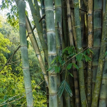 Bambus Calcutta (50 seminte) Calcutta Bamboo - Dendrocalamus strictus, crestere rapida, foarte decorativ, Saflax