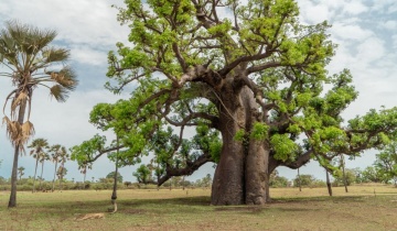 Baobab African (6 seminte) African Monkey Bread Tree - Adansonia digitata, arbore cu trunchi gros, rezistent la seceta, Saflax - Img 4