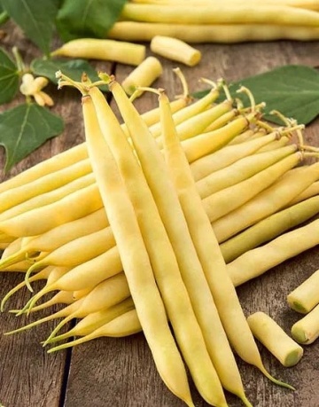 Basta (50 gr) seminte fasole timpurie oloaga, pastai galbene cilindrice, fara ate, PlantiCo