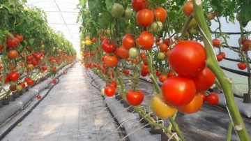 Belladona F1 (500 seminte) rosii cu crestere nedeterminata pentru solar, Hazera - Img 3