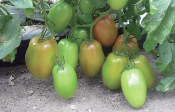 Bestial F1 (10 seminte) tomate semitimpurii nedeterminate pentru cultivare in sera, Sekluva - Img 5