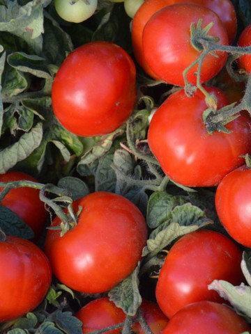Betalux (150 seminte) tomate determinate, soi foarte timpuriu, randament ridicat, PlantiCo Spojnia - Img 4