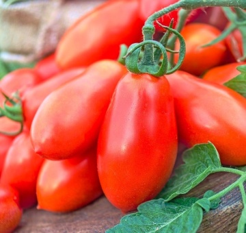 Big Mama F1 (20 seminte) tomate in forma de pruna, carnoase si gustoase, ajung la 280 gr, Toraf - Img 2