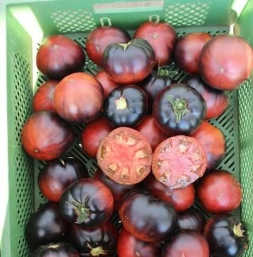 Black Beauty (30 seminte) tomate negre cu rosu, soi semi-timpuriu nedeterminat, Seklos - Img 5