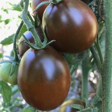 Black Plum (30 seminte) rosii nedeterminate semitimpurii, cu forme alungite, Seklos - Img 3