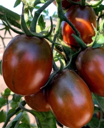 Black Plum (30 seminte) rosii nedeterminate semitimpurii, cu forme alungite, Seklos