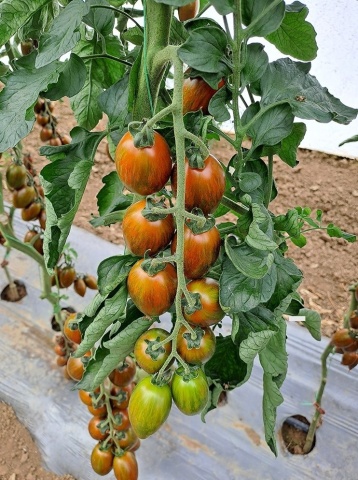 Blackfield F1 (100 seminte) tomate mini-prunisoare ciocolatii vargate nedeterminate, foarte gustoase si productive, Hazera - Img 2