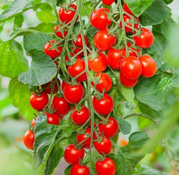 Bolstar Baloe F1 (7 seminte) rosii cherry BIO nedeterminate, fructe alungite rezistente la spargere, rosu-aprins, Sperli - Img 3