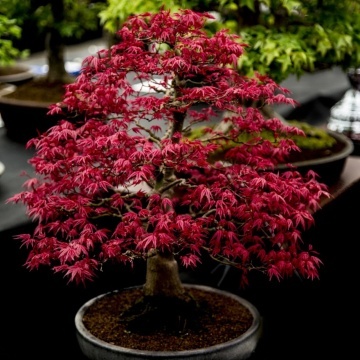 Bonsai Artar Japonez (20 seminte) Bonsai Red Japanese Maple - Acer palmatum, copac extrem de decorativ, frunze rosii-stacojii, Saflax - Img 3