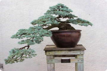 Bonsai Cedru Libanez (20 seminte) Bonsai Lebanon Cedar - Cedrus libani, conifer decorativ vesnic verde, Saflax - Img 3