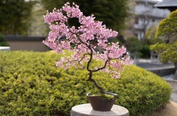 Bonsai Cires Japonez (30 seminte) Bonsai Wild Black Cherry - Prunus serrulata, inflorire abundenta cu flori batute, roz, Saflax - Img 5