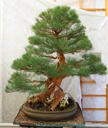 Bonsai Pin Australian (200 seminte) Bonsai Sea Ironwood - Casuarina equisetifolia, arbore vesnic verde, flori rosii decorative, Saflax - Img 6