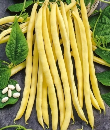 Budai Piaci (50 gr) seminte fasole pitica, pastai galbene cilindrice, soi timpuriu productiv, Kertimag