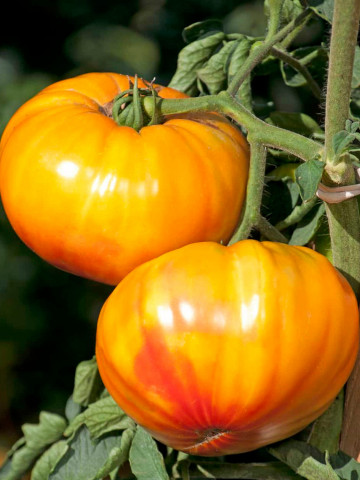 Buffalosun F1 (10 seminte) tomate galben-portocalii tip Ananas, cu dungi rosii, fructe de 350 - 400 gr, Clause - Img 2