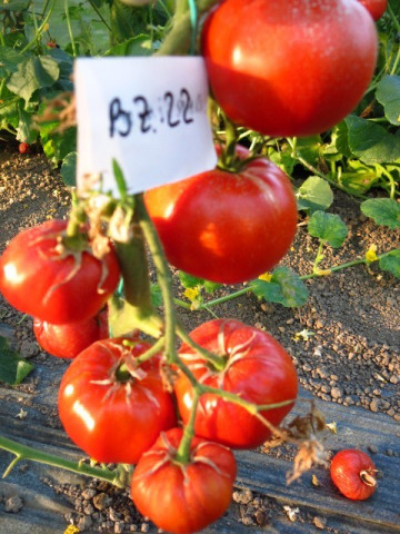 Buzau 22 - 0.5 gr - Seminte Rosii Romanesti Determinate pentru camp de la Mefim Agro - Img 2