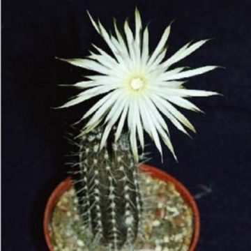Cactus Floarea Adoratiei (40 seminte) Flower of Adoration - Echinopsis Mirabilis, cactus mic, flori superbe, parfumate, Saflax - Img 4